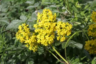 Patrinia rupestris