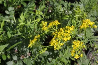 Patrinia rupestris
