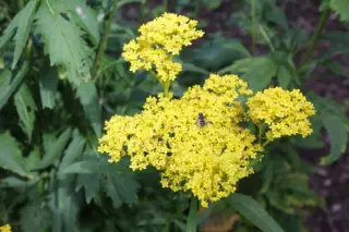 Patrinia scabiosifolia