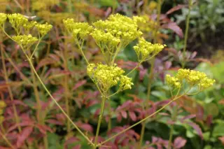 Patrinia scabiosifolia