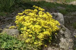 Patrinia triloba