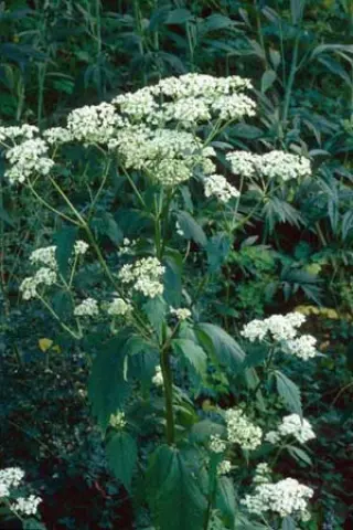 Patrinia villosa