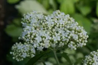 Patrinia villosa