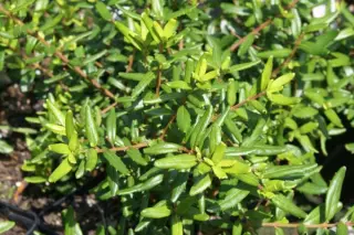 Paxistima canbyi