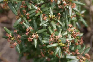 Paxistima canbyi
