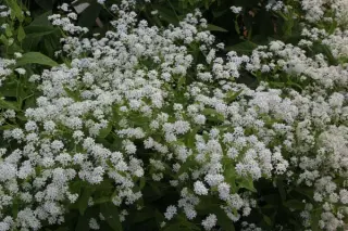 Peltaria alliacea