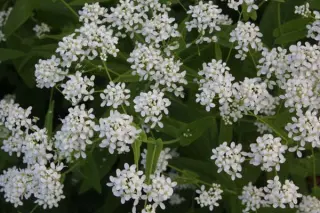 Peltaria alliacea