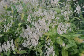 Peltaria alliacea
