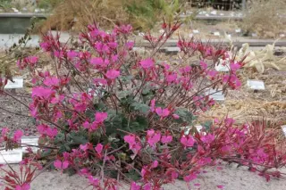 Pelargonium endlicherianum
