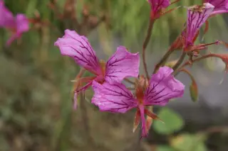 Pelargonium endlicherianum
