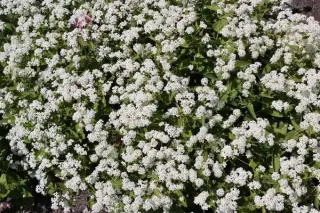 Peltaria turkmena
