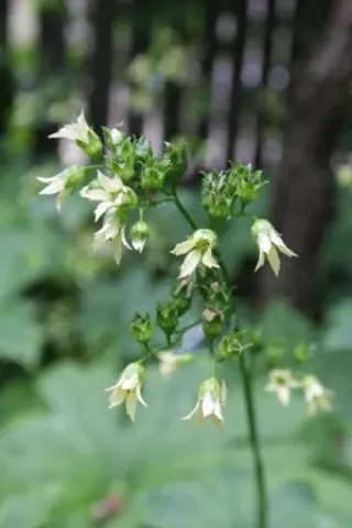 Peltoboykinia watanabei
