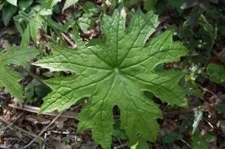 Peltoboykinia watanabei