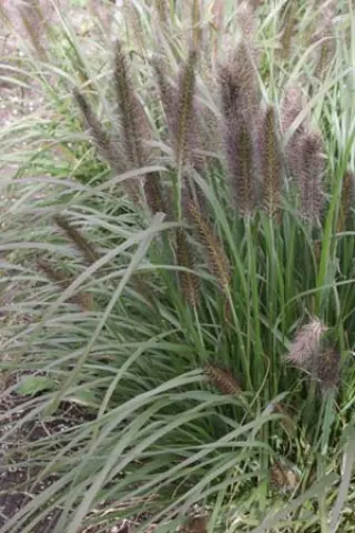 Pennisetum alopecuroides 'Black Alvernee'