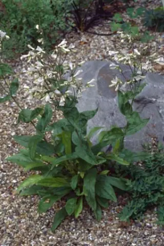 Penstemon arkansanus