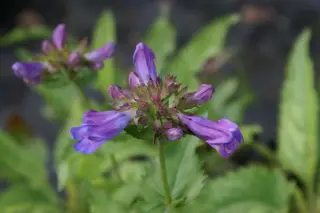 Penstemon campanulatus pulchellus