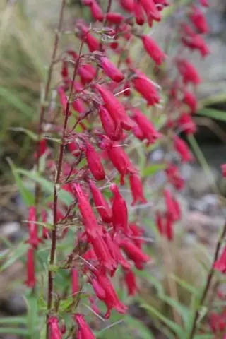 Penstemon cardinalis