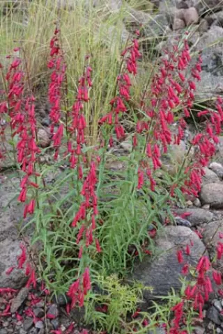 Penstemon cardinalis