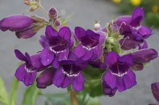 Penstemon cobaea