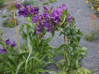 Penstemon cobaea