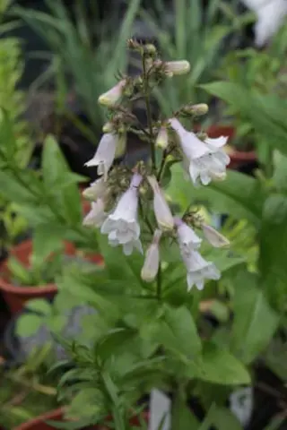 Penstemon digitalis 'Gold Foil'