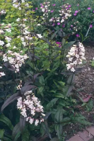 Penstemon digitalis 'Huskers Red'