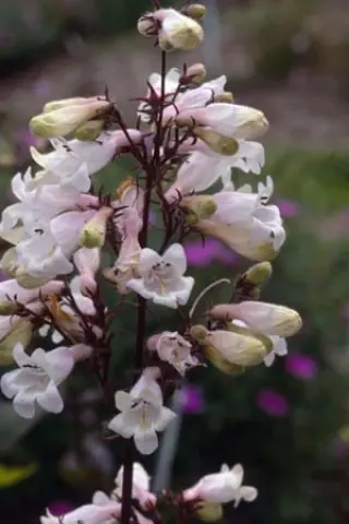 Penstemon digitalis 'Huskers Red'