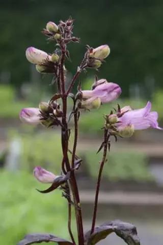 Penstemon digitalis 'Joke'