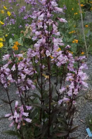 Penstemon digitalis 'Ruby Tuesday'