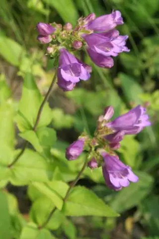 Penstemon diphyllus