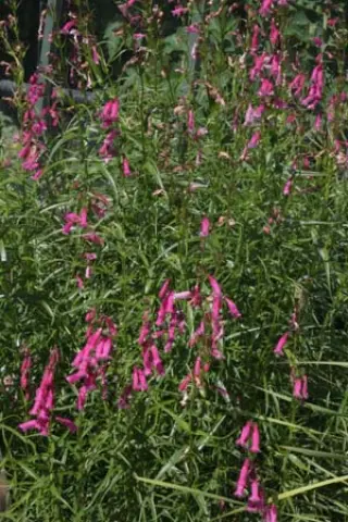 Penstemon 'Evelyn'
