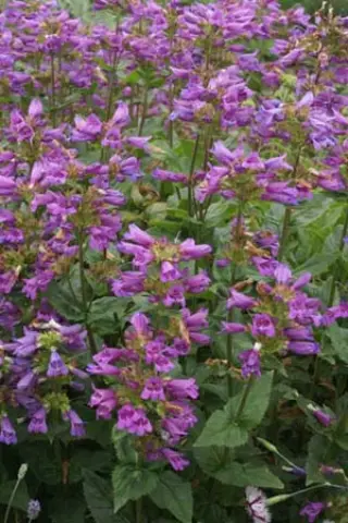 Penstemon glaber