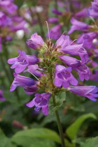 Penstemon glaber