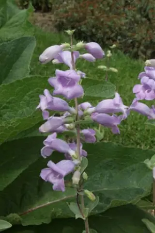 Penstemon grandiflorus 'War Axe'
