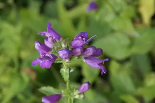 Penstemon hallii