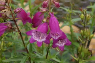 Penstemon hartwegii (wild coll)