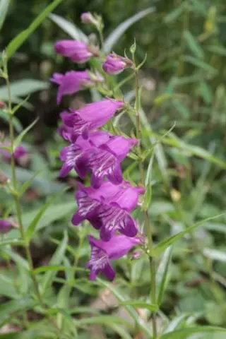 Penstemon hartwegii (wild coll)