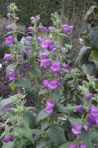 Penstemon hidalgensis
