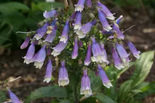 Penstemon hirsutus pygmaeus