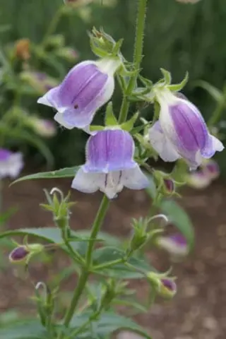 Penstemon 'Lilac Frost' (Pc&A 148)