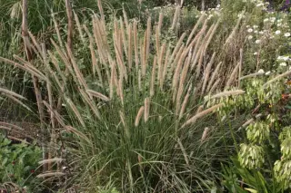 Pennisetum macrourum