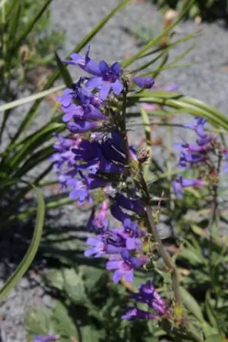 Penstemon mensarum