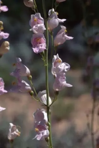 Penstemon palmeri