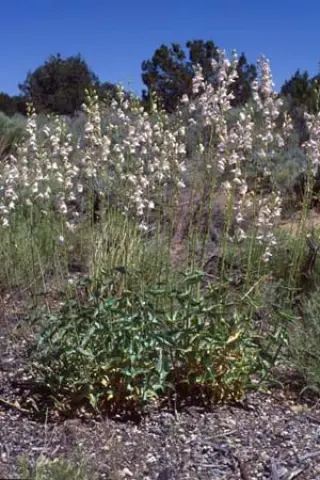Penstemon palmeri