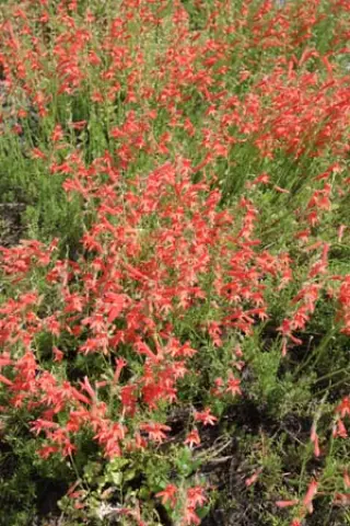 Penstemon pinifolius