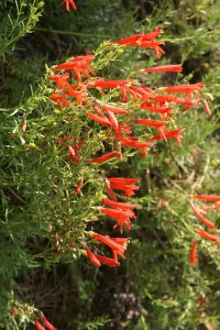 Penstemon pinifolius