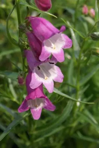 Penstemon 'Red Rocks'