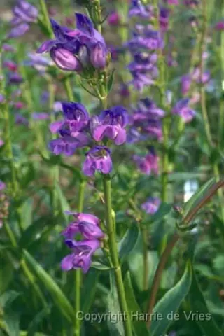 Penstemon 'Saskatoon Hybr.blauw'