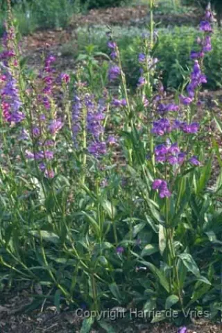 Penstemon 'Saskatoon Hybr.blauw'