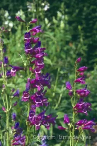 Penstemon 'Saskatoon Hybr.paars'